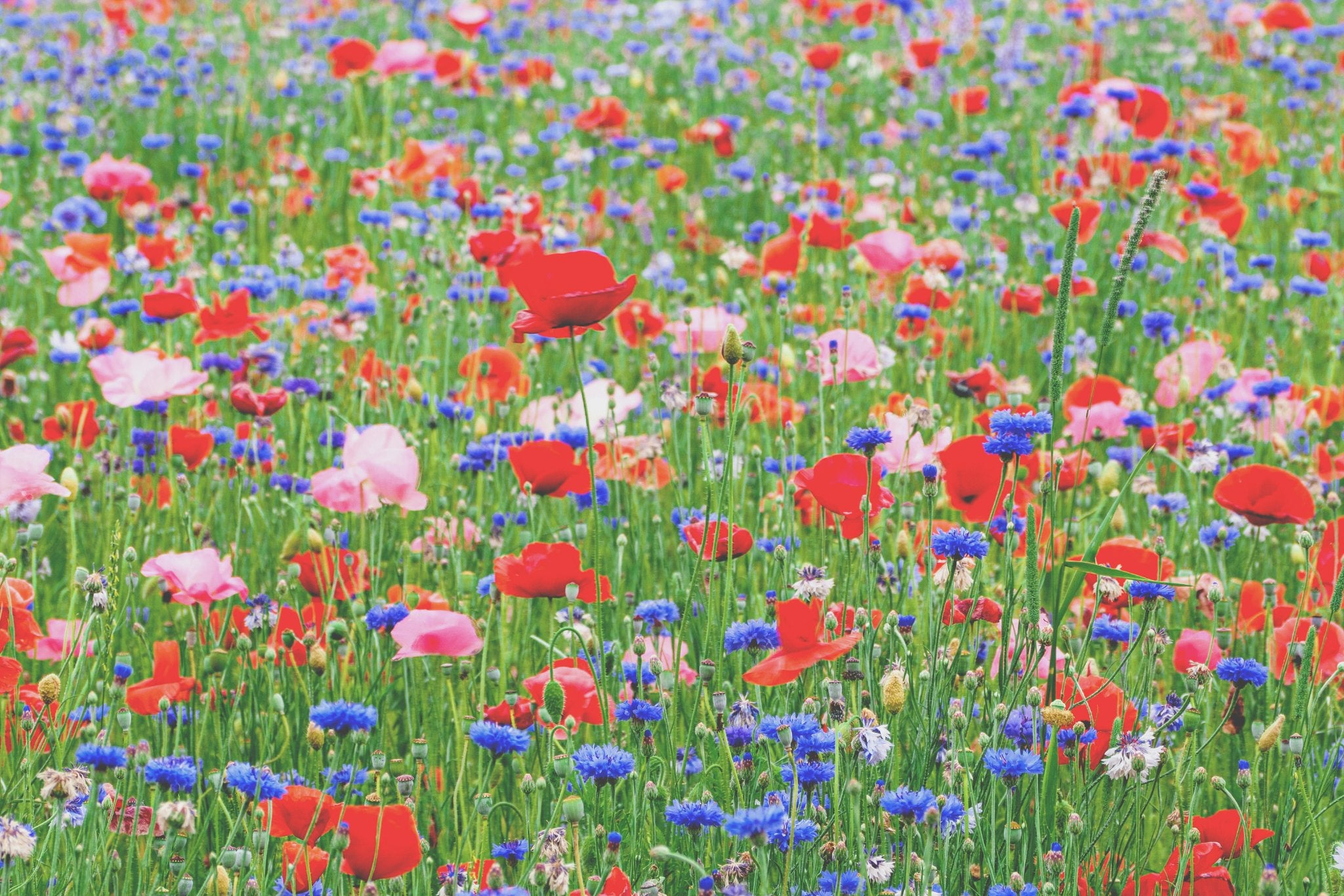 The Flower Experience