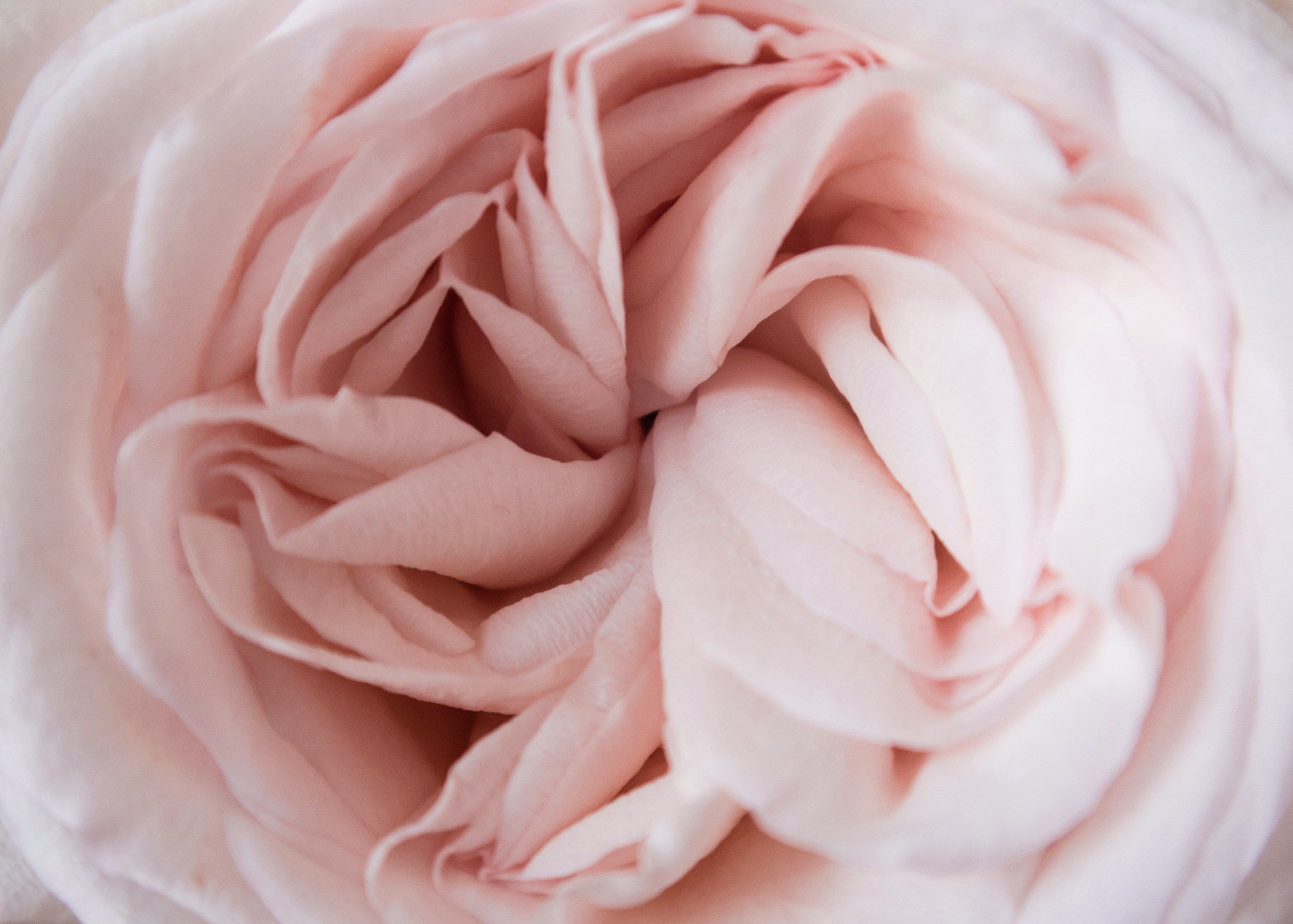 Rose Elegance