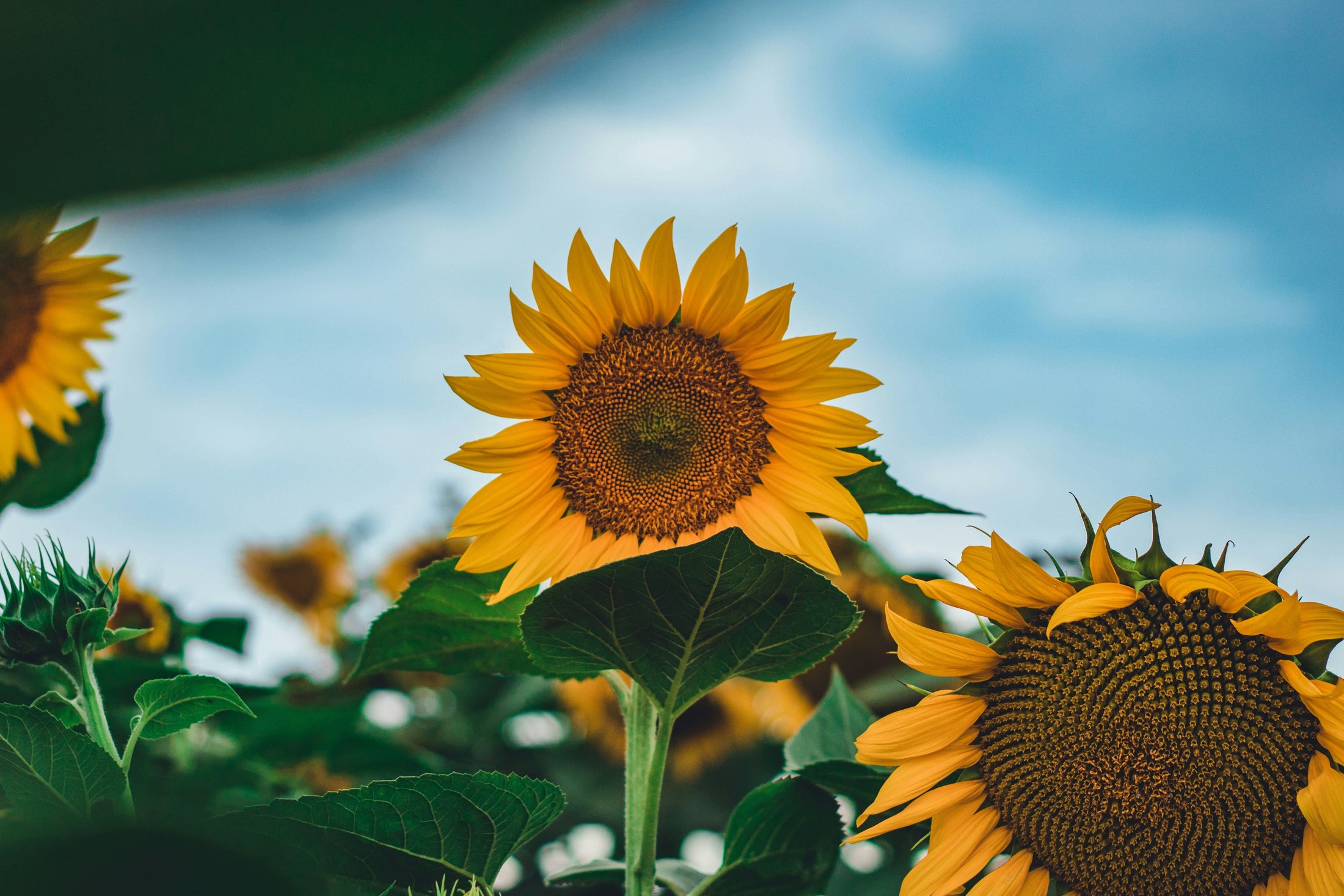 Sunflower Harmony