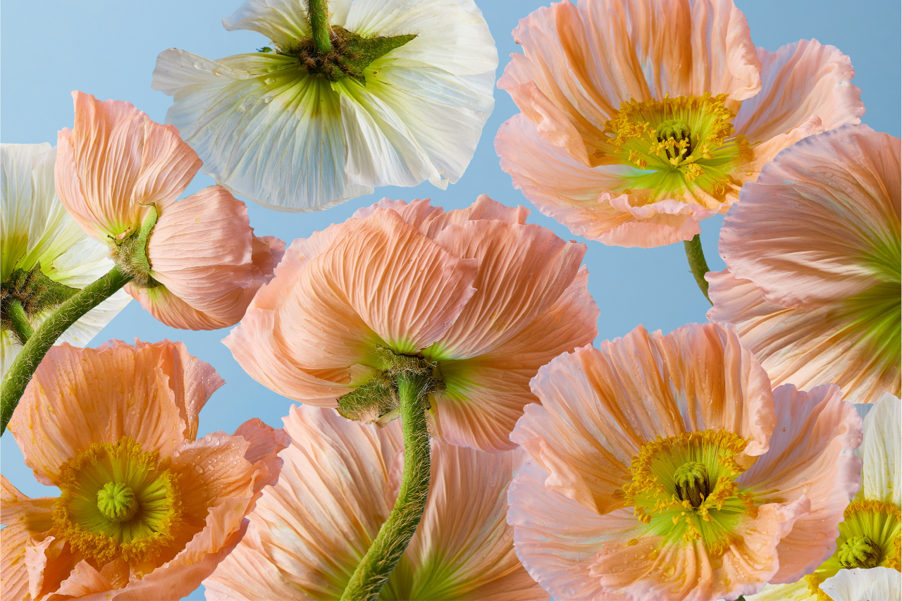 Poppy Bliss